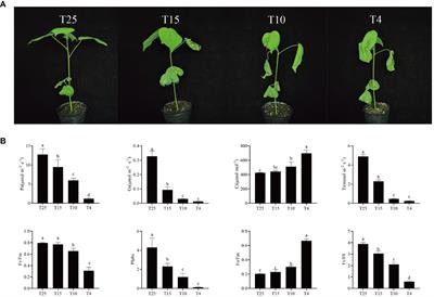 Effect of cold stress on photosynthetic physiological characteristics and molecular mechanism analysis in cold-resistant cotton (ZM36) seedlings